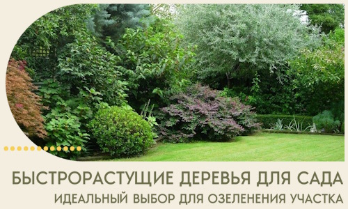 Быстрорастущие деревья для сада идеальный выбор в Сарове