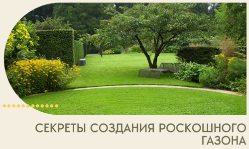 Секреты создания роскошного газона в Сарове