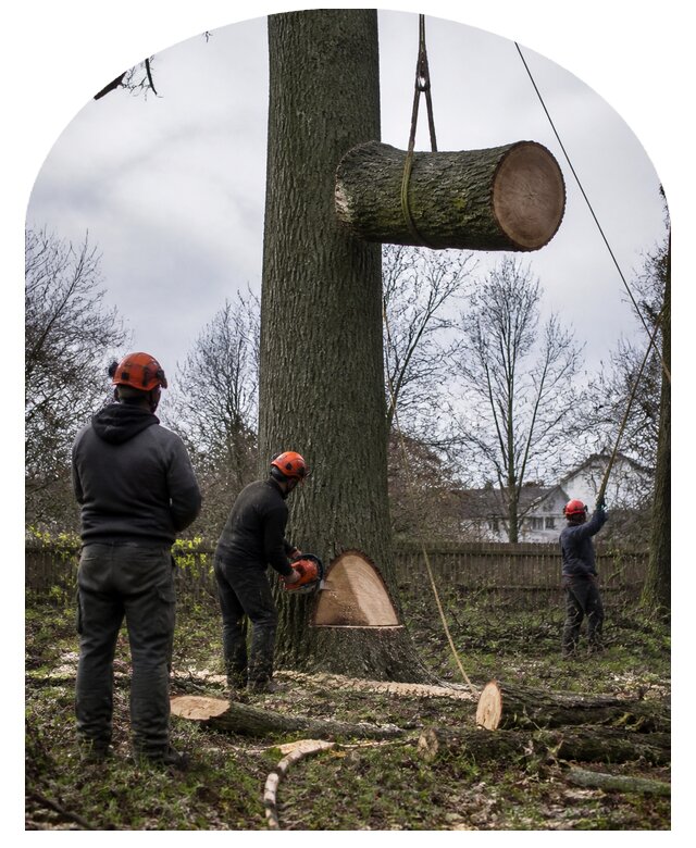 Вырубка деревьев в Сарове с вывозом и утилизацией под ключ